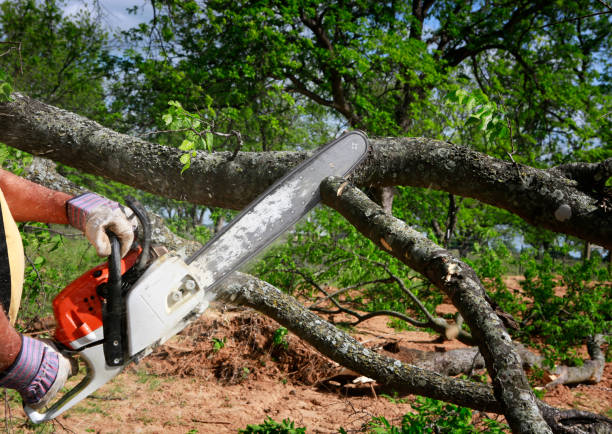 Seasonal Cleanup (Spring/Fall) in Floris, VA